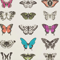 Papilio