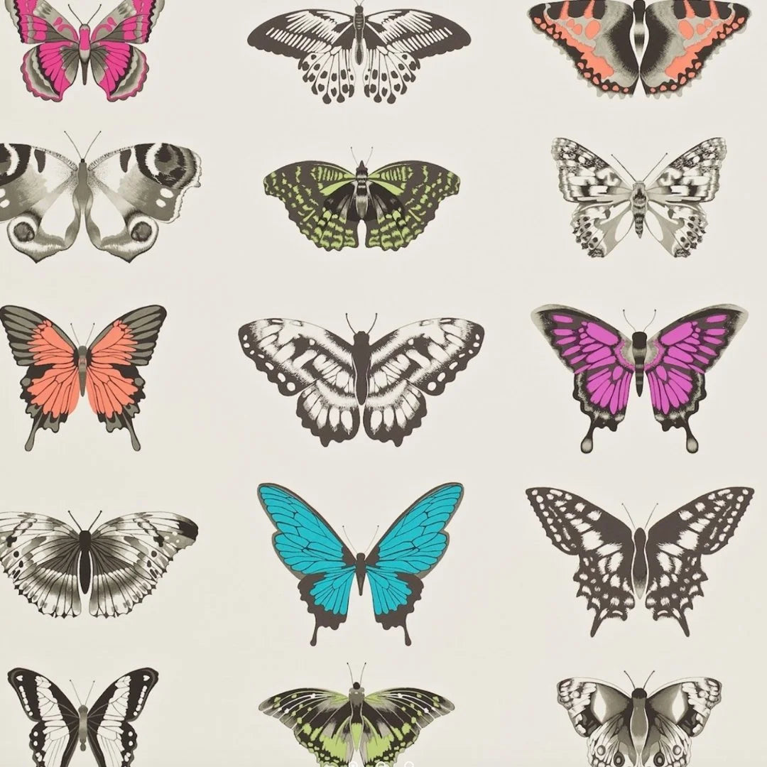 Papilio