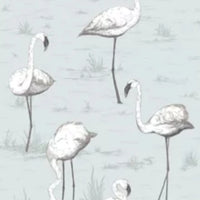 Flamingos