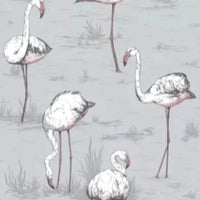 Flamingos