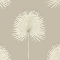 Fan Palm