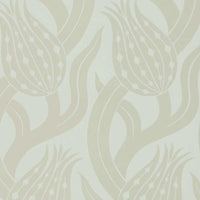 Persian Tulip